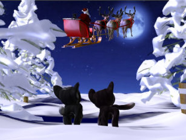 christmas_cats_2015 Bild 1